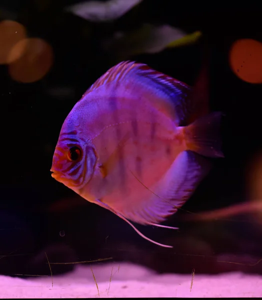 Ikan Cakram Akuarium Ikan Tropis Symphysodon Discus Dari Sungai Amazon — Stok Foto