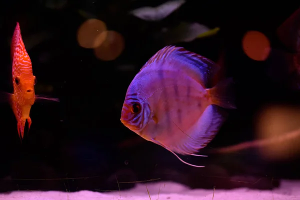 Discus Peces Acuario Peces Tropicales Symphysodon Discus Del Río Amazonas — Foto de Stock