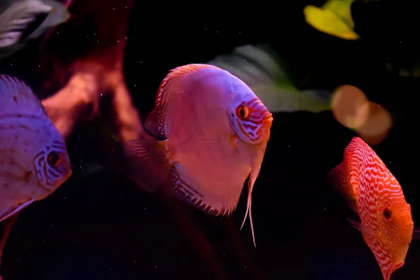 Akvaryumdaki Disk Balığı Tropikal Balık Amazon Nehri Nden Symphysodon Diski — Stok fotoğraf