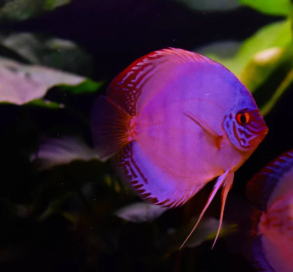 Akvaryumdaki Disk Balığı Tropikal Balık Amazon Nehri Nden Symphysodon Diski — Stok fotoğraf