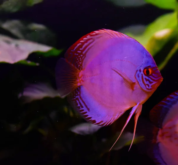 水族馆的铁饼鱼 热带鱼 亚马逊河上的症状 蓝钻石 红绿松石等 — 图库照片