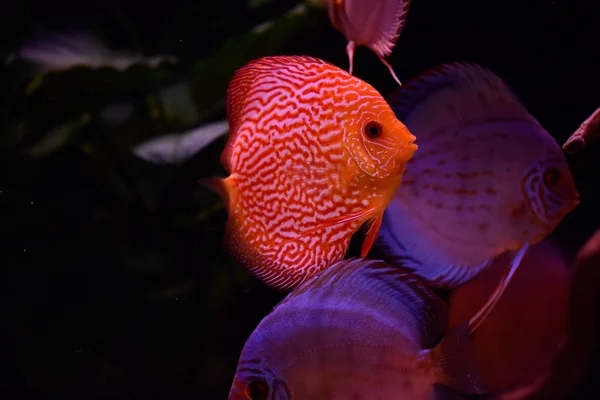 Discus Peces Acuario Peces Tropicales Symphysodon Discus Del Río Amazonas — Foto de Stock