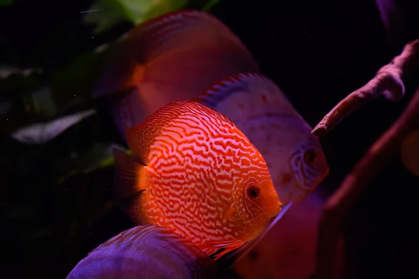 Discusvissen Aquarium Tropische Vissen Symphysodon Discus Van Amazon River Blauwe — Stockfoto