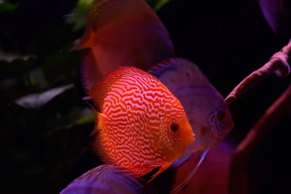 Discus Peces Acuario Peces Tropicales Symphysodon Discus Del Río Amazonas — Foto de Stock