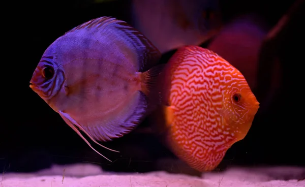 Diskus Fisk Akvarium Tropisk Fisk Symphysodon Discus Från Amazonfloden Blå — Stockfoto