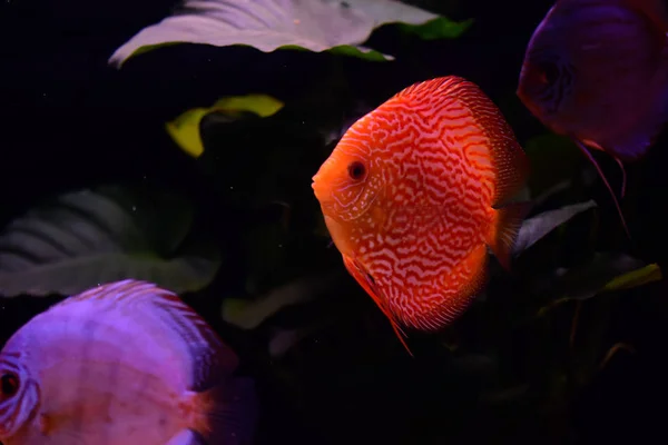 discus fish in aquarium, tropical fish. Symphysodon discus from Amazon river. Blue diamond, snakeskin, red turquoise and more