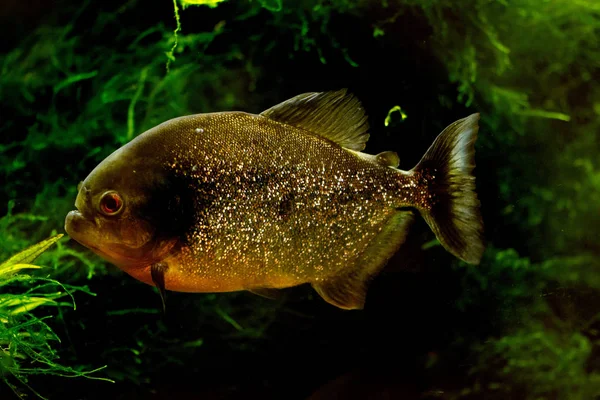 Piraña Vientre Rayado Piraña Roja Pygocentrus Nattereri — Foto de Stock