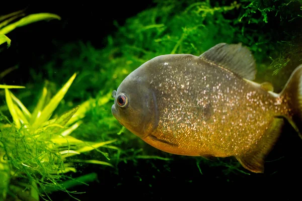 Piranha Debelada Piranha Vermelha Pygocentrus Nattereri — Fotografia de Stock