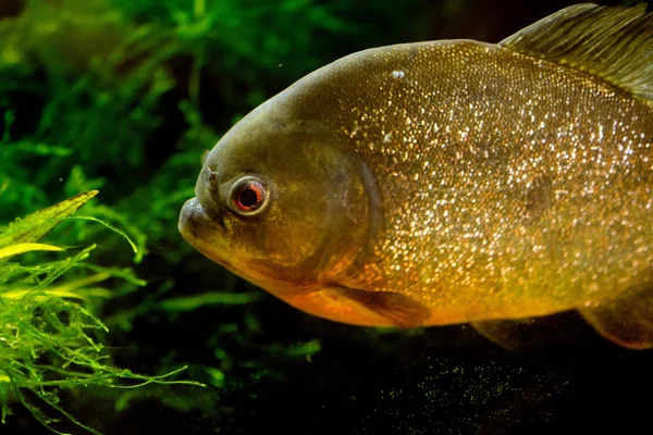 Piraña Vientre Rayado Piraña Roja Pygocentrus Nattereri — Foto de Stock