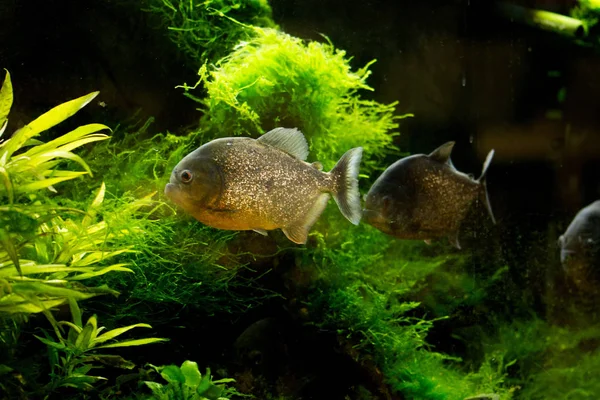 Thered Maged Piranha Den Røde Pirajaen Pygocentrus Nattereri – stockfoto