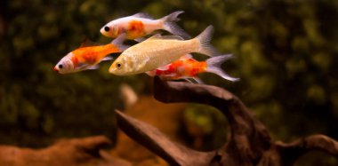 Akvaryumdaki Japon Balığı - Carassius Auratus