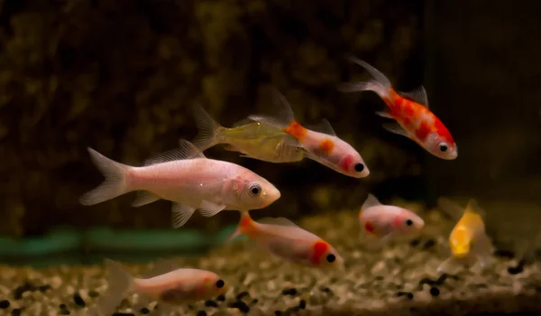 Goldfish Aquarium Carassius Auratus — Stock Photo, Image