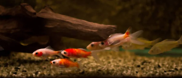 Pez Dorado Acuario Carassius Auratus — Foto de Stock