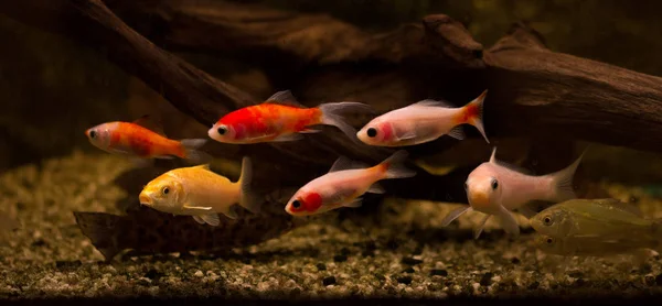 Goldfisch Aquarium Carassius Auratus — Stockfoto