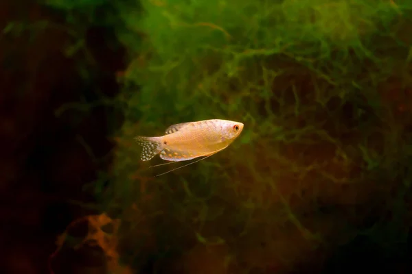 Freshwater Aquarium Fish Gourami Asia Trichopodus — стокове фото