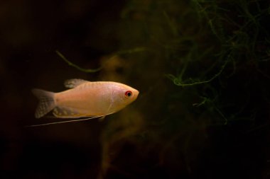 Tatlı su akvaryum balığı, Asya 'dan gourami (trichopodus sp.)