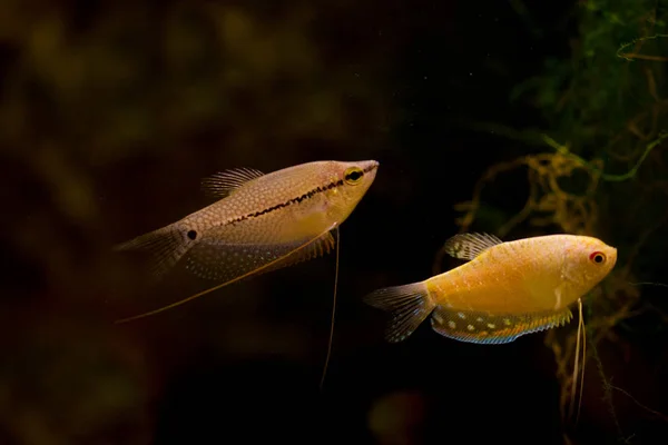 Poisson Aquarium Eau Douce Gourami Asie Trichopodus — Photo