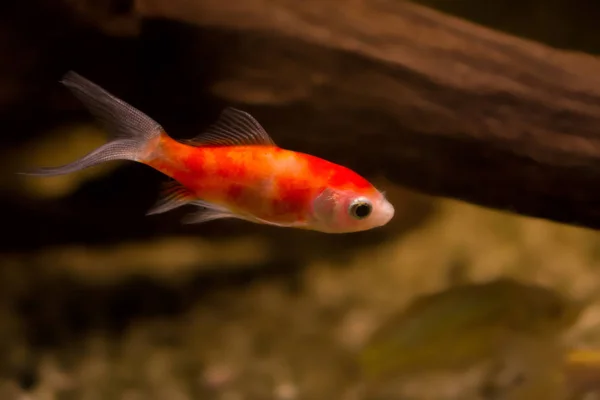 水族館での金魚 Carassius Auratus — ストック写真