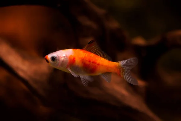 Goudvissen Aquarium Carassius Auratus — Stockfoto