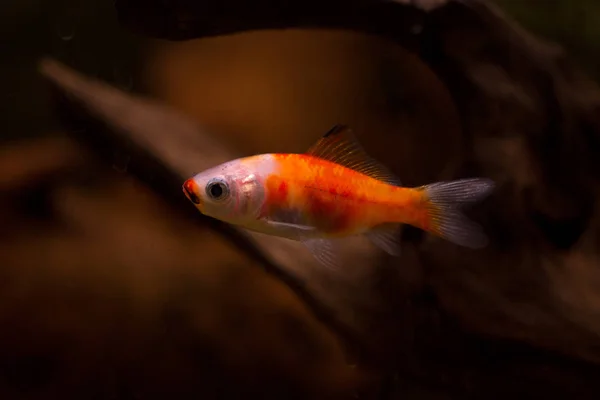 Золотая Рыбка Аквариуме Carassius Auratus — стоковое фото