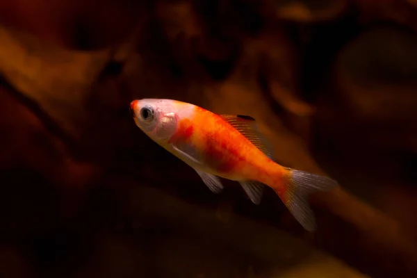 水族館での金魚 Carassius Auratus — ストック写真