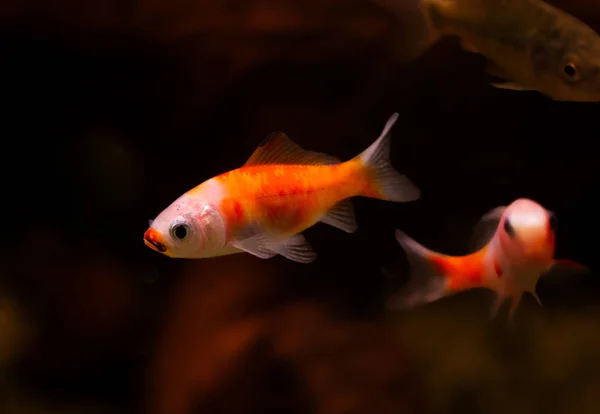 Goldfisch Aquarium Carassius Auratus — Stockfoto