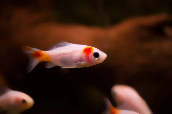 Peixe Dourado Aquário Carassius Auratus — Fotografia de Stock