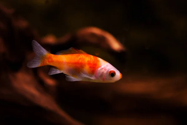 Goldfish Aquarium Carassius Auratus — Stock Photo, Image