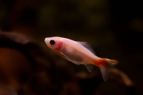 Peixe Dourado Aquário Carassius Auratus — Fotografia de Stock