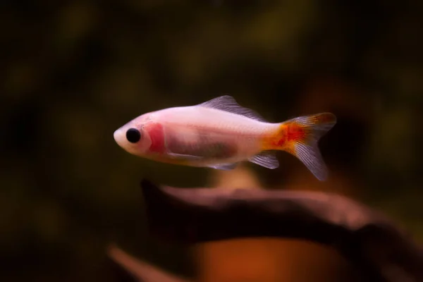 Peixe Dourado Aquário Carassius Auratus — Fotografia de Stock