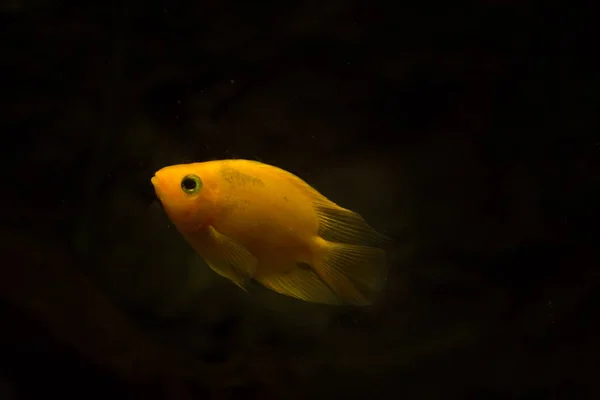 淡水水族館魚血のオウム魚 — ストック写真