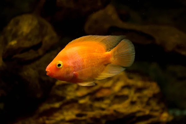 Freshwater Aquarium Fish Blood Parrot Fish — Stock Photo, Image