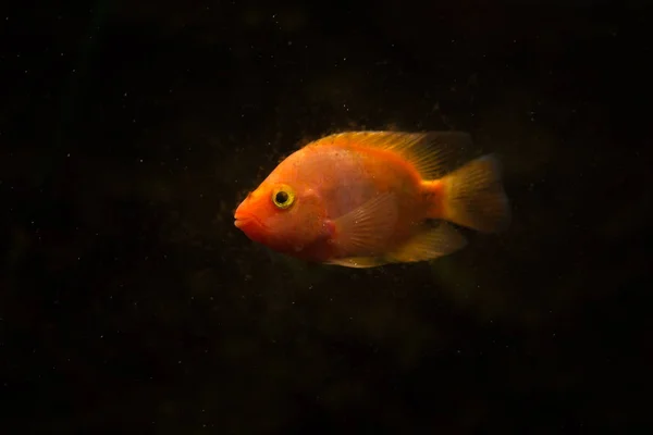 Peixes Aquário Água Doce Peixes Papagaio Sangue — Fotografia de Stock