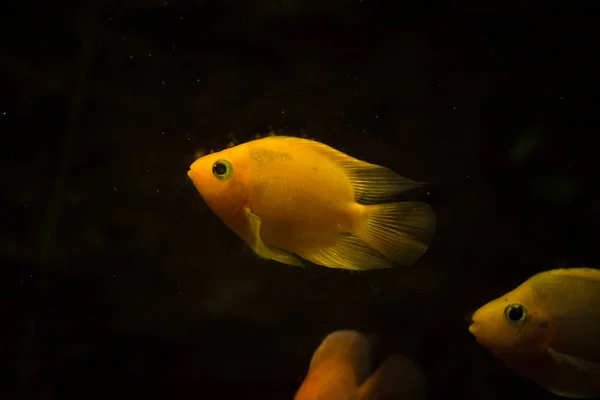 淡水水族馆鱼 血鹦鹉鱼 — 图库照片