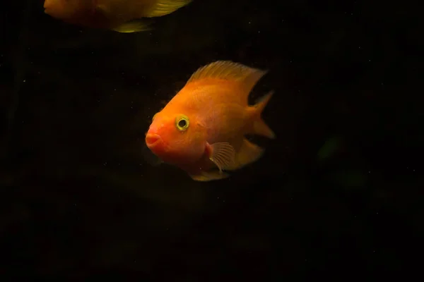 淡水水族馆鱼 血鹦鹉鱼 — 图库照片