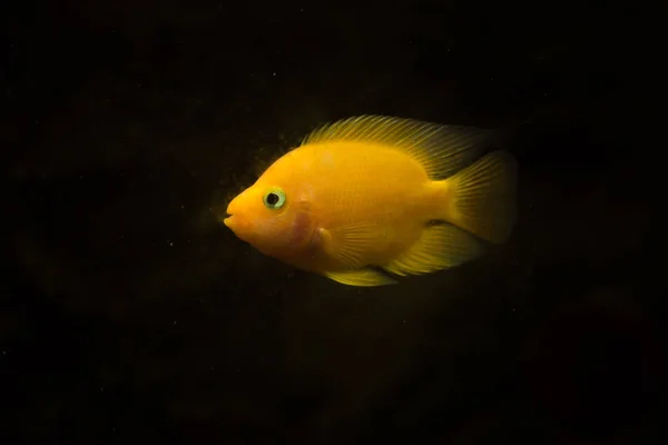 Peixes Aquário Água Doce Peixes Papagaio Sangue — Fotografia de Stock