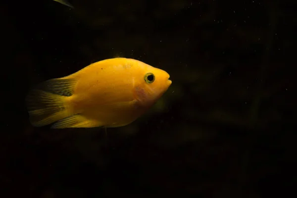 Freshwater Aquarium Fish Blood Parrot Fish — Stock Photo, Image