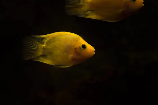 Peixes Aquário Água Doce Peixes Papagaio Sangue — Fotografia de Stock