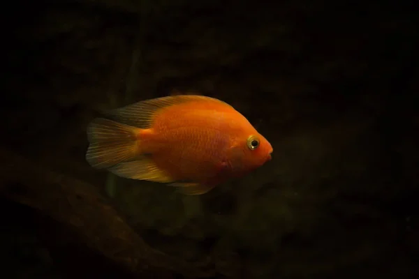 淡水水族馆鱼 血鹦鹉鱼 — 图库照片