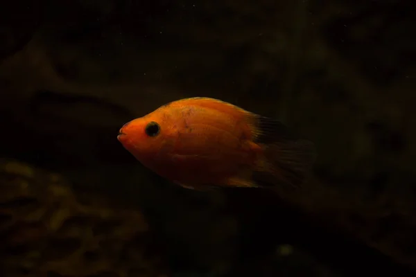 Peces Acuario Agua Dulce Peces Loro Sangre — Foto de Stock