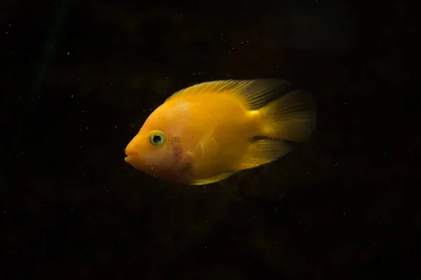 淡水水族館魚血のオウム魚 — ストック写真