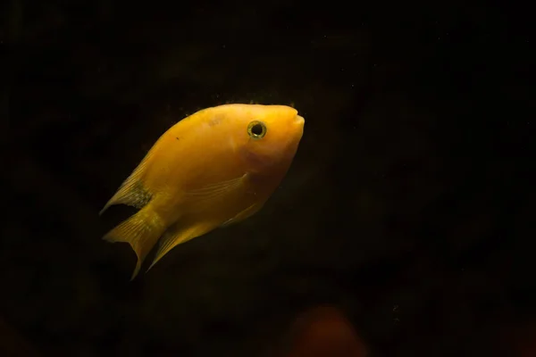 淡水水族館魚血のオウム魚 — ストック写真
