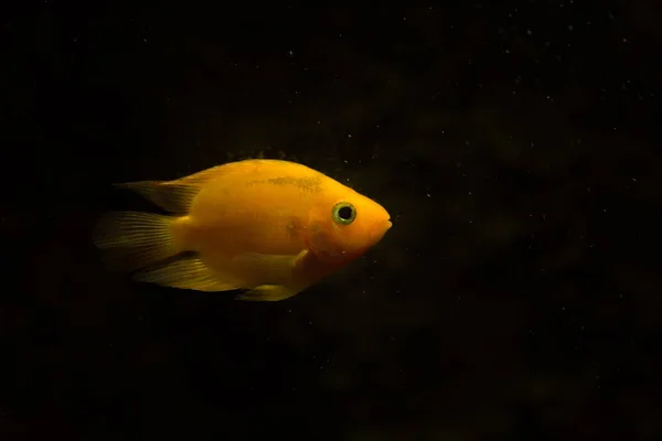 Peces Acuario Agua Dulce Peces Loro Sangre — Foto de Stock