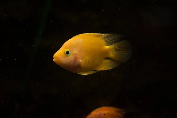 수족관 물고기 부패류 물고기 — 스톡 사진