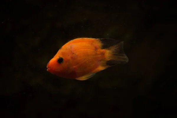 수족관 물고기 부패류 물고기 — 스톡 사진