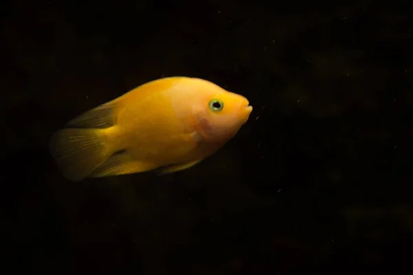 Freshwater aquarium fish, Blood parrot fish