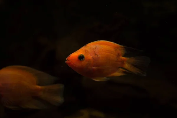 Peixes Aquário Água Doce Peixes Papagaio Sangue — Fotografia de Stock