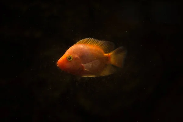 Peixes Aquário Água Doce Peixes Papagaio Sangue — Fotografia de Stock