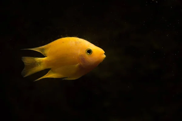 Süßwasser Aquarienfische Blutpapageienfische — Stockfoto