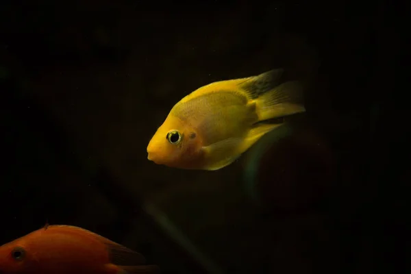 淡水水族館魚血のオウム魚 — ストック写真